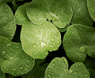 Pupočník ázijský